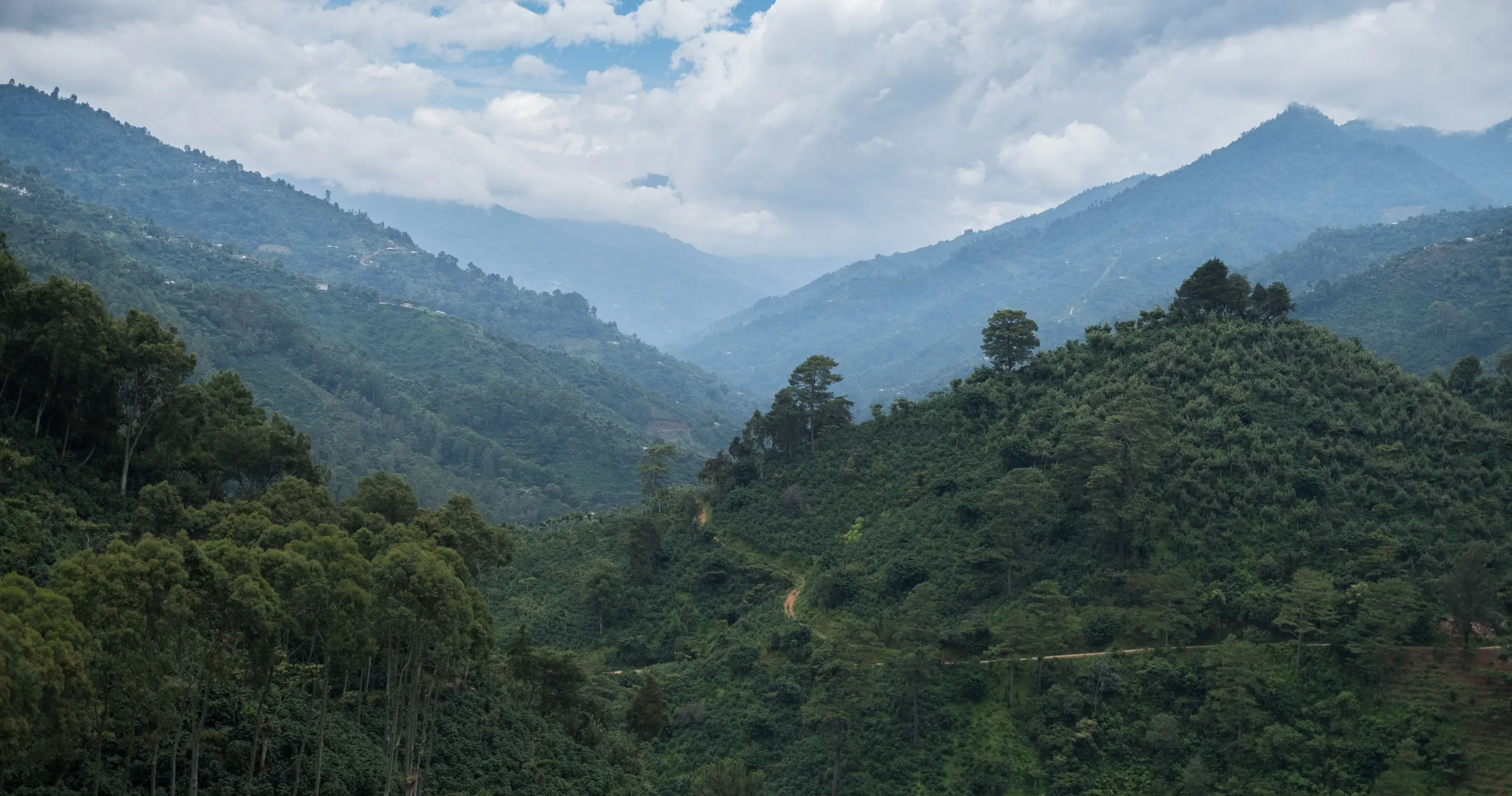 Coffee belt, landscape in Guatemala