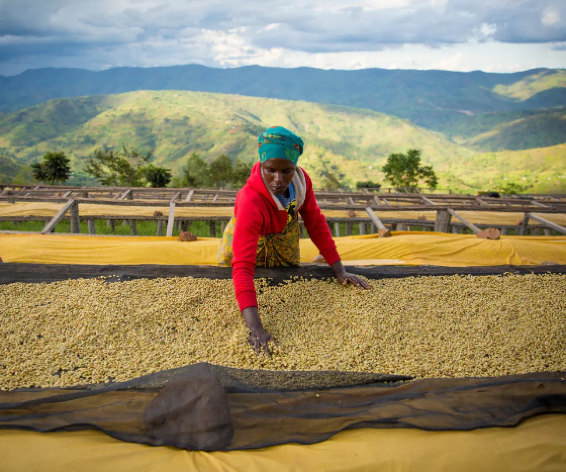 Africa, a person on a coffee farm in Africa